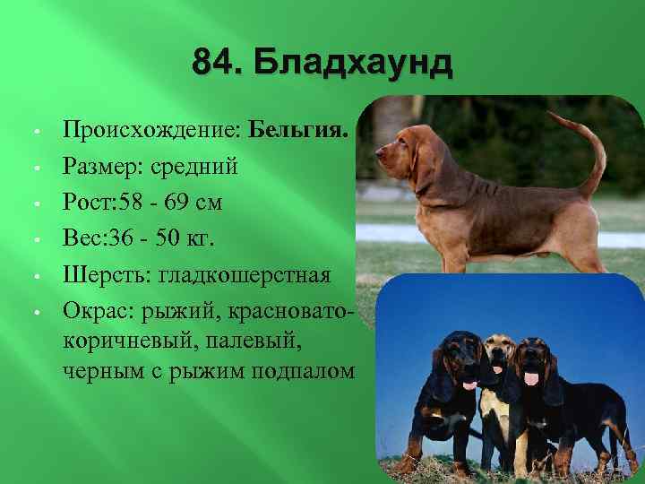 84. Бладхаунд • • • Происхождение: Бельгия. Размер: средний Рост: 58 - 69 см