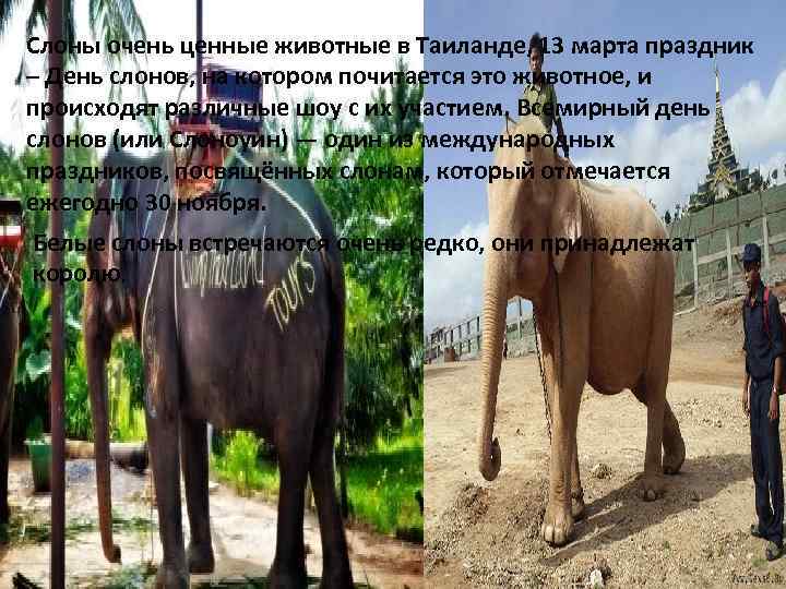 Слоны очень ценные животные в Таиланде, 13 марта праздник – День слонов, на котором