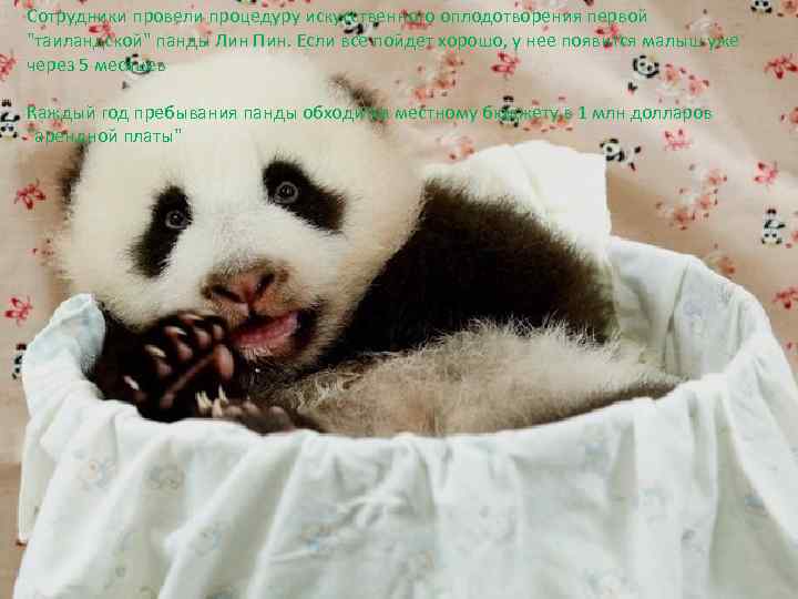 Сотрудники провели процедуру искусственного оплодотворения первой 