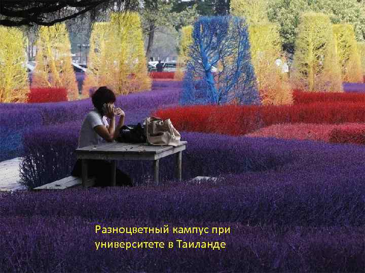 Разноцветный кампус при университете в Таиланде 