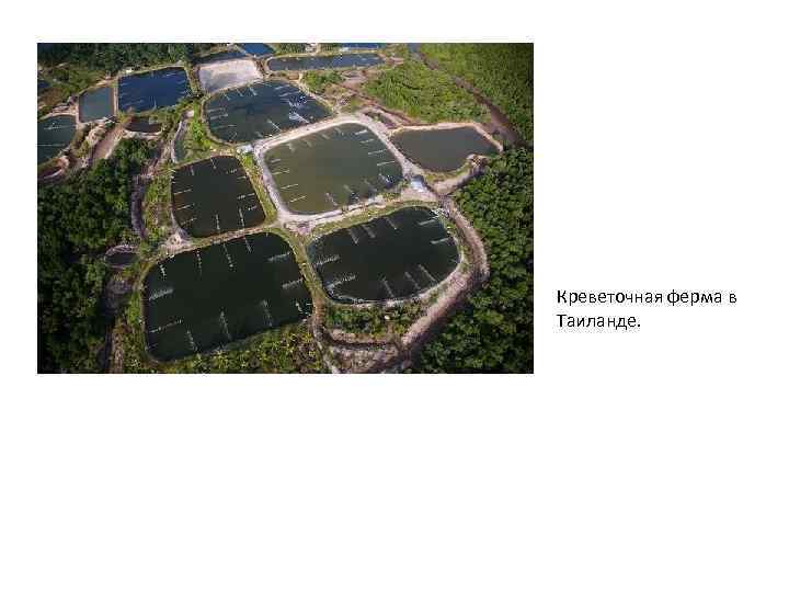 Креветочная ферма в Таиланде. 