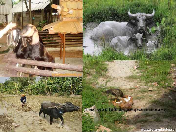 Даже кур в Тайланде кормят кокосами. 