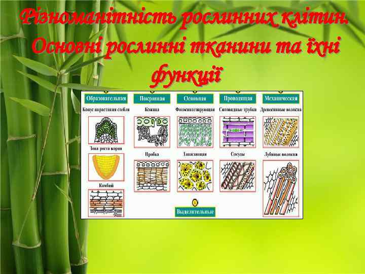 Різноманітність рослинних клітин. Основні рослинні тканини та їхні функції 
