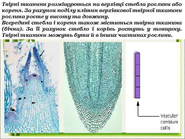 Твірні тканини розміщуються на верхівці стебла рослини або кореня. За рахунок поділу клітин верхівкової