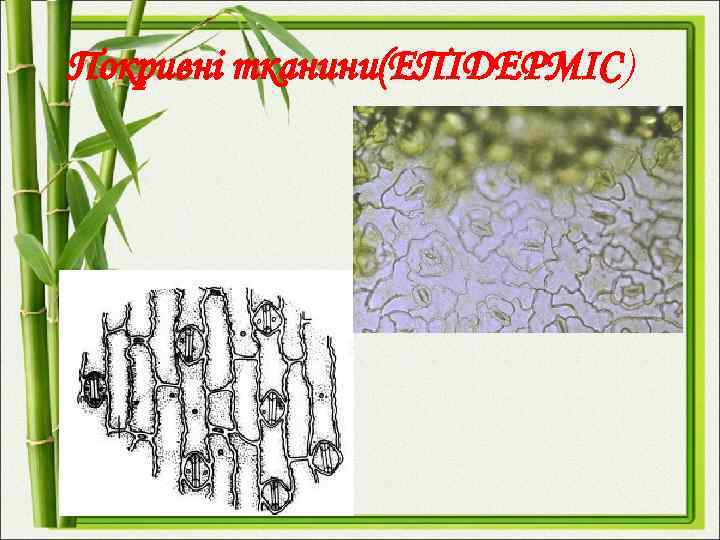 Покривні тканини(ЕПІДЕРМІС) 