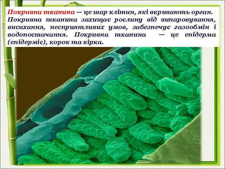 Покривна тканина — це шар клітин, які вкривають орган. Покривна тканина захищає рослину від