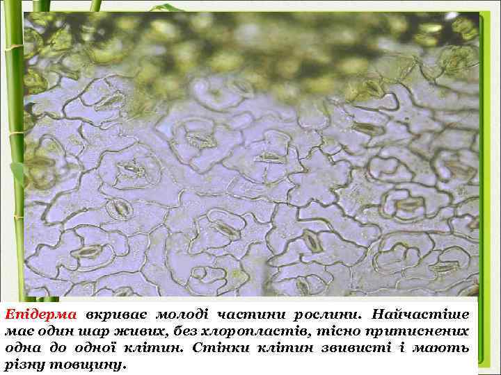 Епідерма вкриває молоді частини рослини. Найчастіше має один шар живих, без хлоропластів, тісно притиснених