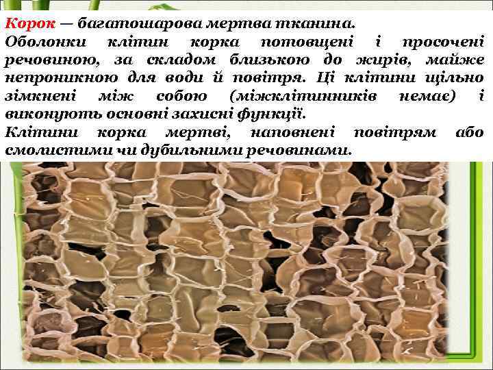 Корок — багатошарова мертва тканина. Оболонки клітин корка потовщені і просочені речовиною, за складом