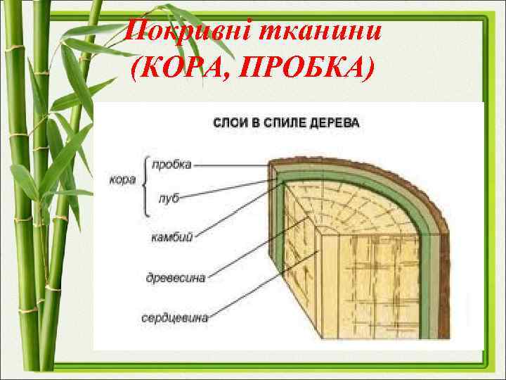 Покривні тканини (КОРА, ПРОБКА) 