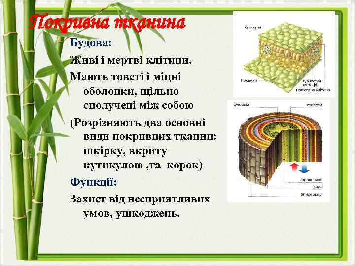 Покривна тканина Будова: Живі і мертві клітини. Мають товсті і міцні оболонки, щільно сполучені