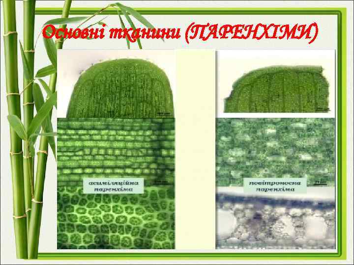 Основні тканини (ПАРЕНХІМИ) 