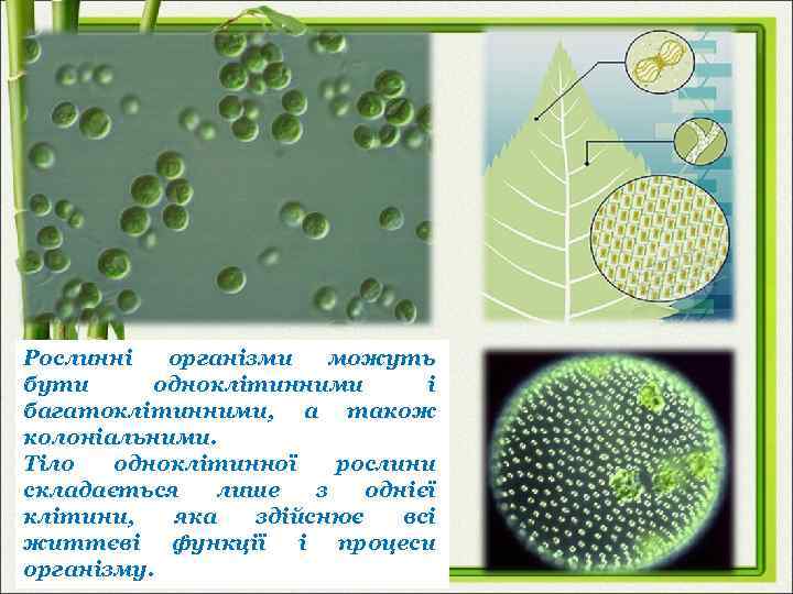 Рослинні організми можуть бути одноклітинними і багатоклітинними, а також колоніальними. Тіло одноклітинної рослини складається