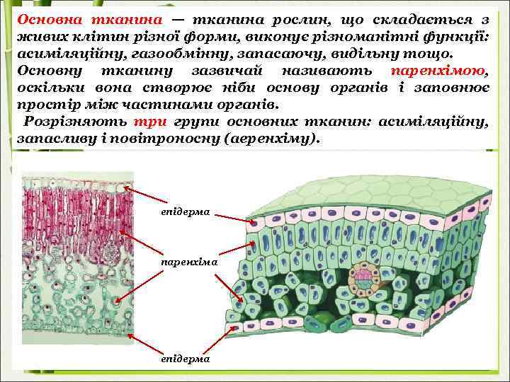 Основна тканина — тканина рослин, що складається з живих клітин різної форми, виконує різноманітні