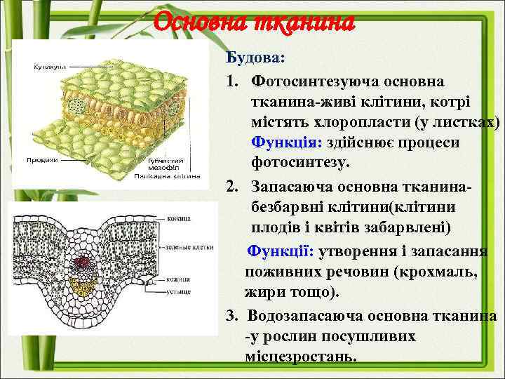 Основна тканина Будова: 1. Фотосинтезуюча основна тканина-живі клітини, котрі містять хлоропласти (у листках) Функція: