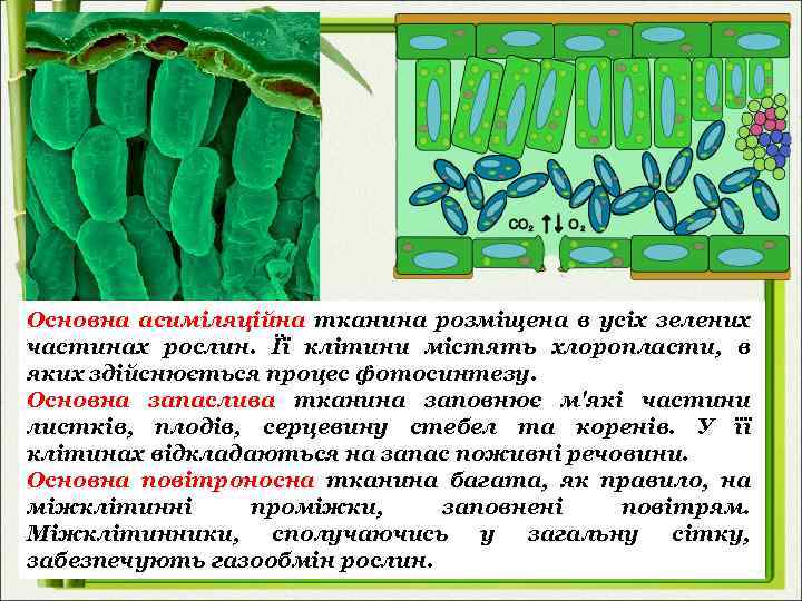 Основна асиміляційна тканина розміщена в усіх зелених частинах рослин. Її клітини містять хлоропласти, в