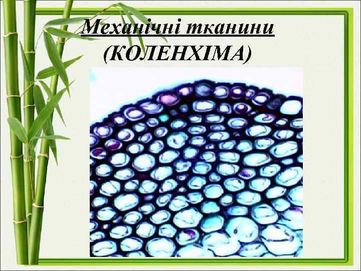 Механічні тканини (КОЛЕНХІМА) 