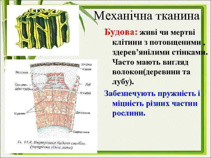 Механічна тканина Будова: живі чи мертві клітини з потовщеними , здерев’янілими стінками. Часто мають