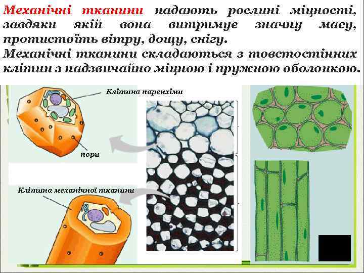 Механічні тканини надають рослині міцності, завдяки якій вона витримує значну масу, протистоїть вітру, дощу,