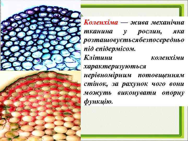 Коленхіма — жива механічна тканина у рослин, яка розташовуєтьсябезпосередньо під епідермісом. Клітини коленхіми характеризуються