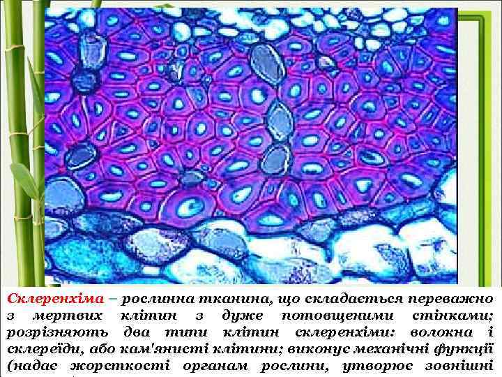 Склеренхіма – рослинна тканина, що складається переважно з мертвих клітин з дуже потовщеними стінками;