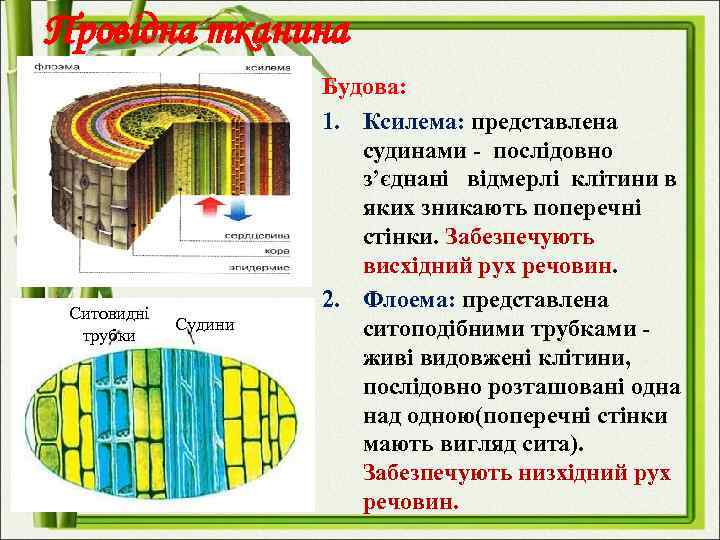 Провідна тканина Ситовидні трубки Судини Будова: 1. Ксилема: представлена судинами - послідовно з’єднані відмерлі