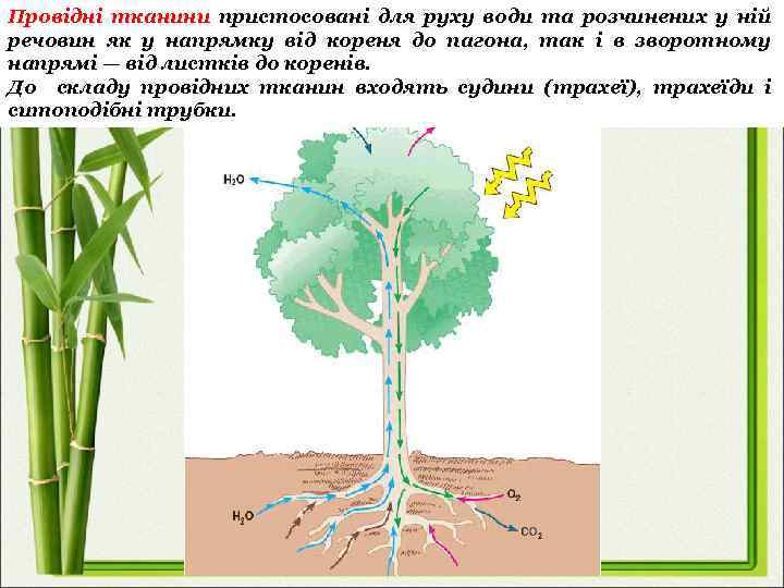 Провідні тканини пристосовані для руху води та розчинених у ній речовин як у напрямку