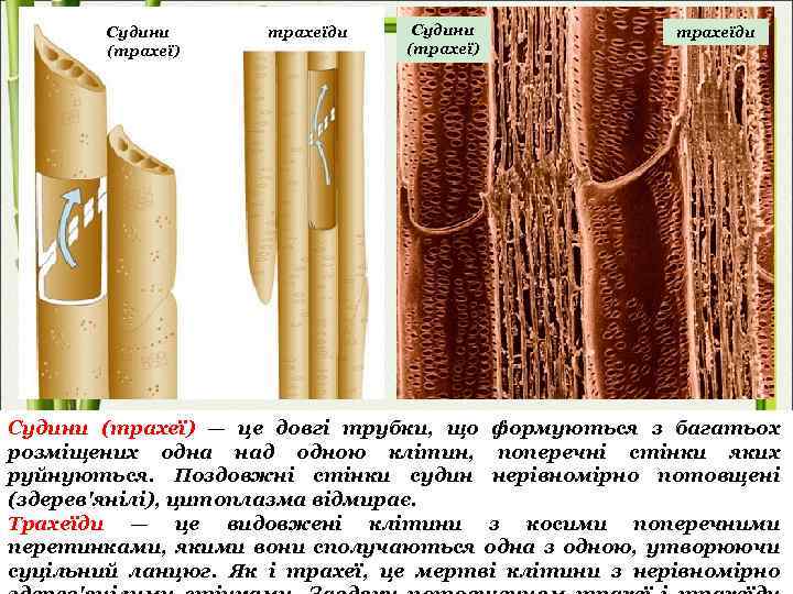 Судини (трахеї) трахеїди Судини (трахеї) — це довгі трубки, що формуються з багатьох розміщених