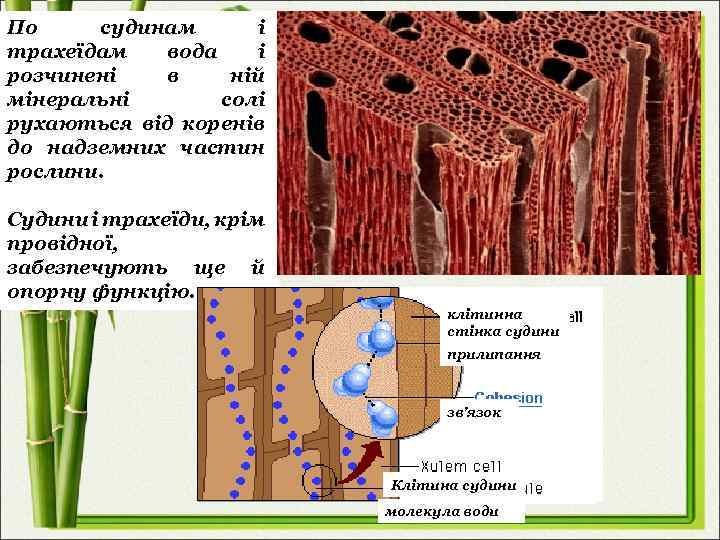 По судинам і трахеїдам вода і розчинені в ній мінеральні солі рухаються від коренів