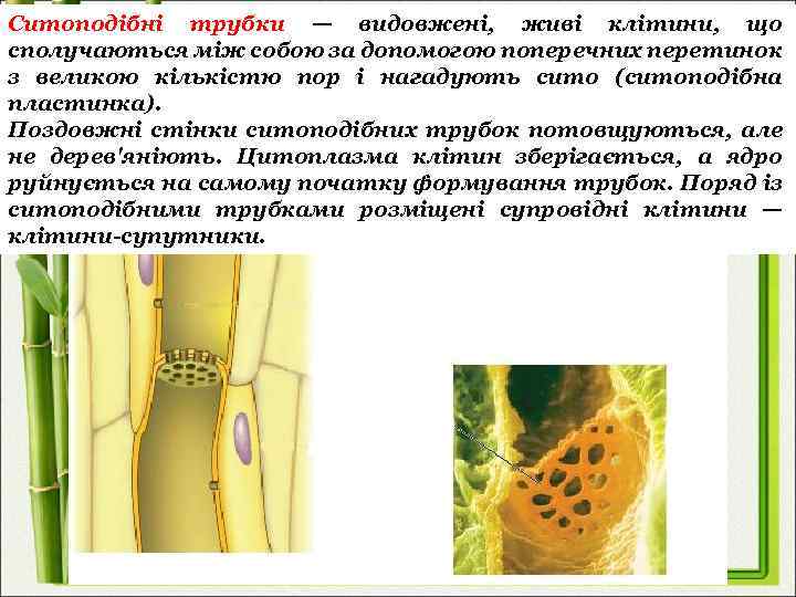 Ситоподібні трубки — видовжені, живі клітини, що сполучаються між собою за допомогою поперечних перетинок