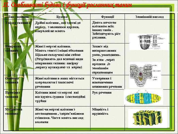 II. Особливості будови і функції рослинних танин Тип тканини Будова Функції Твірна тканина Дрібні