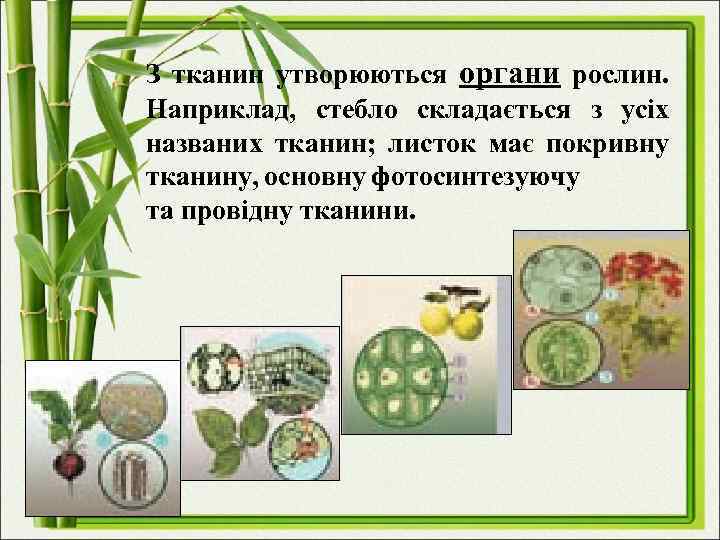 З тканин утворюються органи рослин. Наприклад, стебло складається з усіх названих тканин; листок має