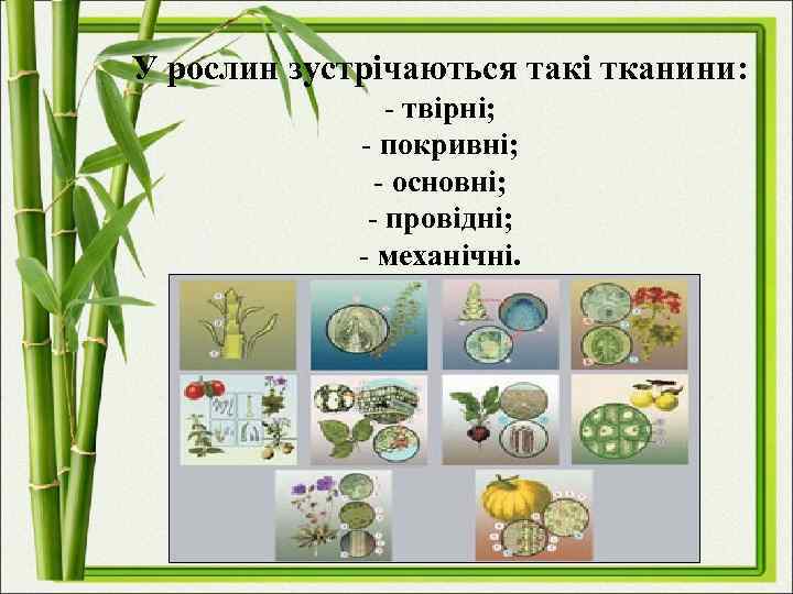 У рослин зустрічаються такі тканини: - твірні; - покривні; - основні; - провідні; -