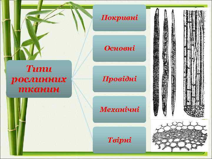 Покривні Основні Типи рослинних тканин Провідні Механічні Твірні 