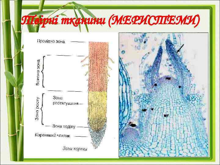 Твірні тканини (МЕРИСТЕМИ) 