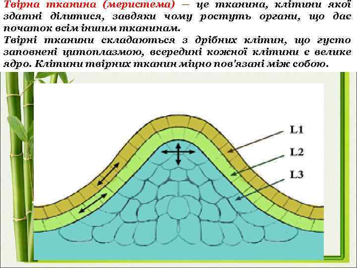 Твірна тканина (меристема) — це тканина, клітини якої здатні ділитися, завдяки чому ростуть органи,