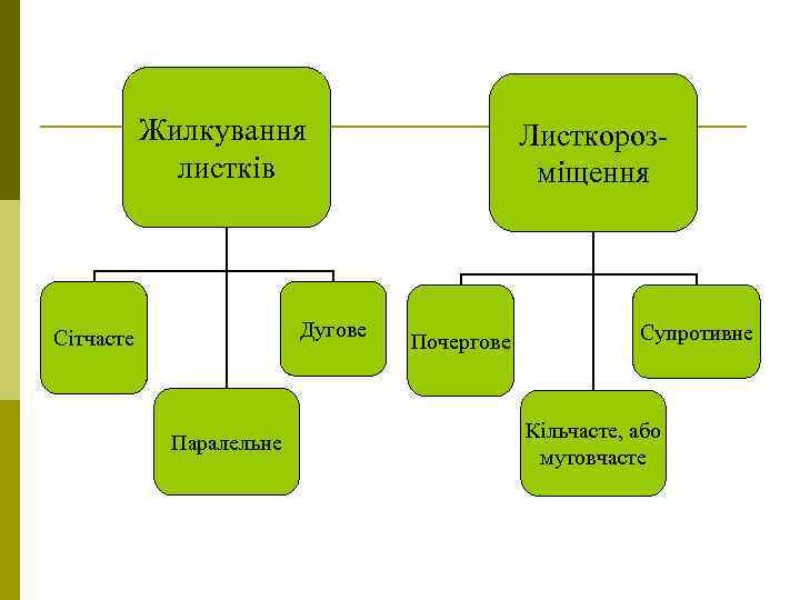 Жилкування листків Дугове Сітчасте Паралельне Листкорозміщення Почергове Супротивне Кільчасте, або мутовчасте 