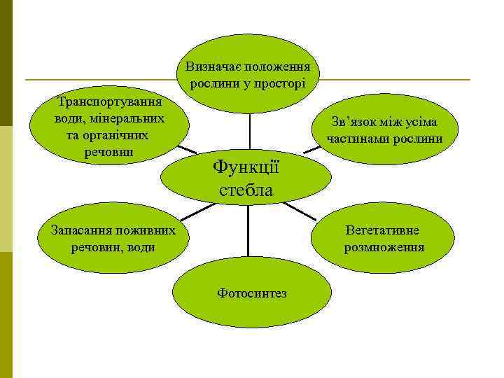 Визначає положення рослини у просторі Транспортування води, мінеральних та органічних речовин Зв’язок між усіма