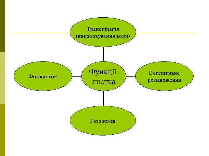 Транспірація (випаровування води) Фотосинтез Функції листка Газообмін Вегетативне розмноження 