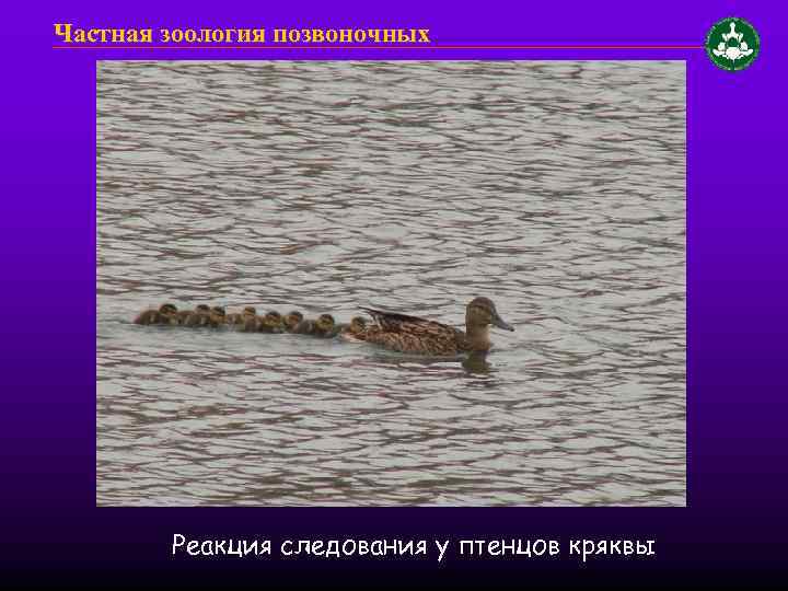Частная зоология позвоночных Реакция следования у птенцов кряквы 