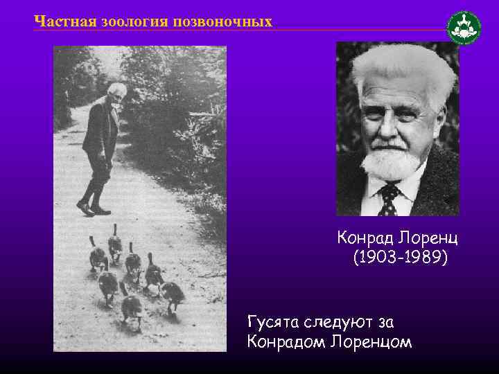 Частная зоология позвоночных Конрад Лоренц (1903 -1989) Гусята следуют за Конрадом Лоренцом 
