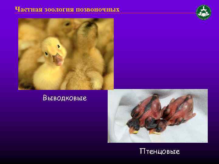 Частная зоология позвоночных Выводковые Птенцовые 