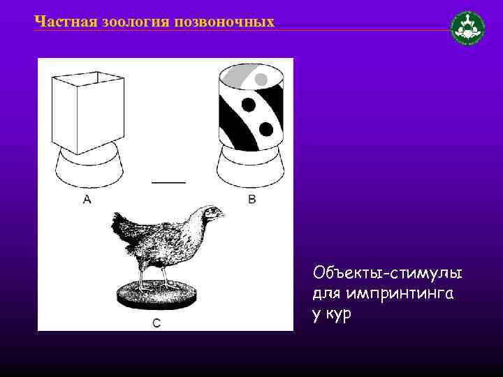 Частная зоология позвоночных Объекты-стимулы для импринтинга у кур 