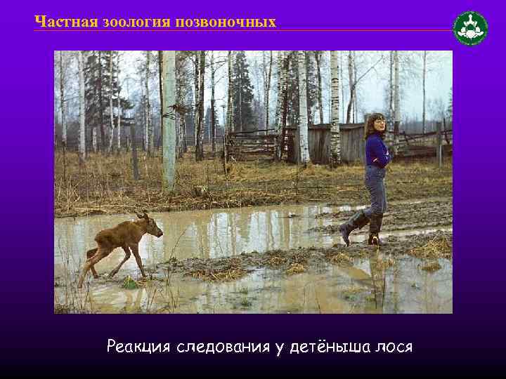 Частная зоология позвоночных Реакция следования у детёныша лося 