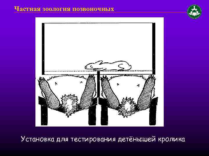 Частная зоология позвоночных Установка для тестирования детёнышей кролика 