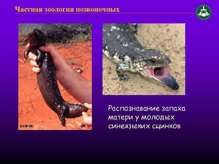 Частная зоология позвоночных Распознавание запаха матери у молодых синеязыких сцинков 