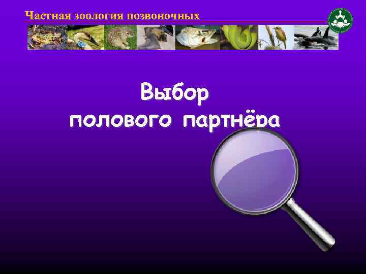 Доклад по теме О выборе полового партнера