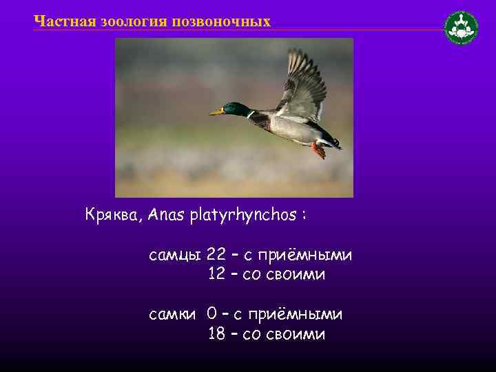 Частная зоология позвоночных Кряква, Anas platyrhynchos : самцы 22 – с приёмными 12 –