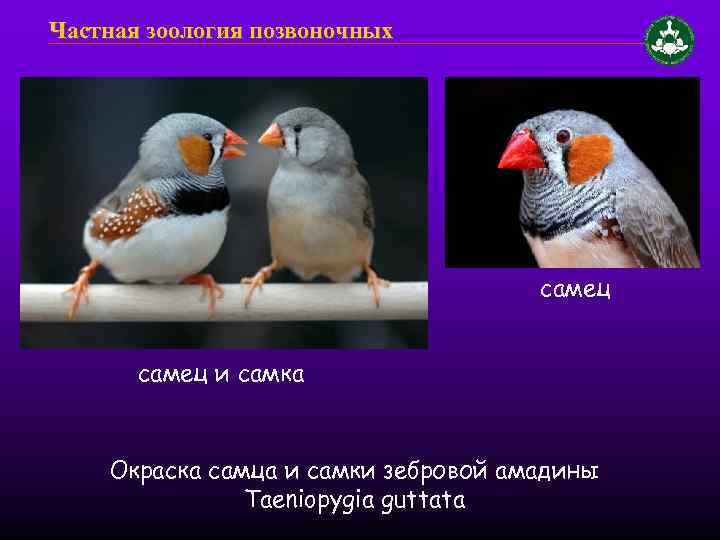 Частная зоология позвоночных самец и самка Окраска самца и самки зебровой амадины Taeniopygia guttata
