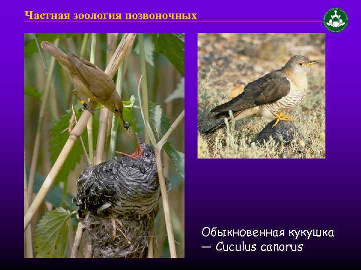 Частная зоология позвоночных Обыкновенная кукушка — Cuculus canorus 