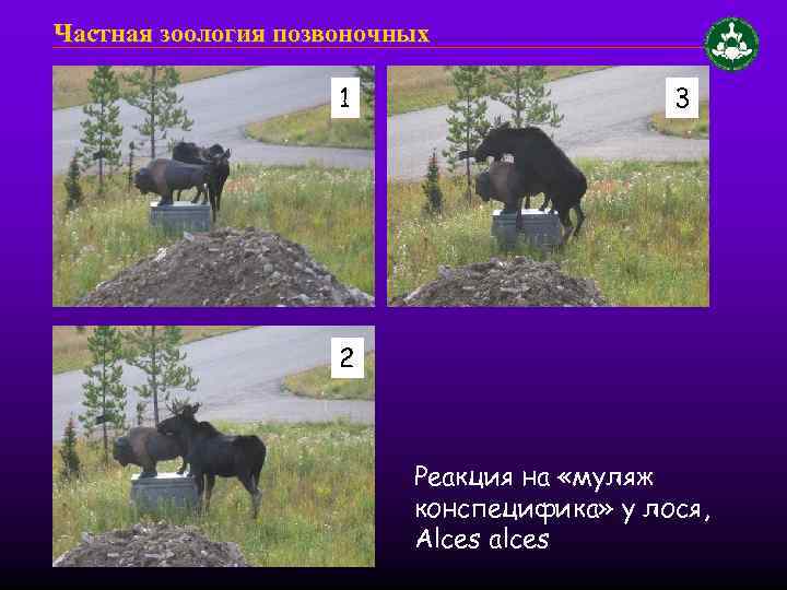 Частная зоология позвоночных 1 3 2 Реакция на «муляж конспецифика» у лося, Alces alces